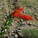 Ocotillo (5562)