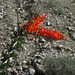 Ocotillo (5562A)