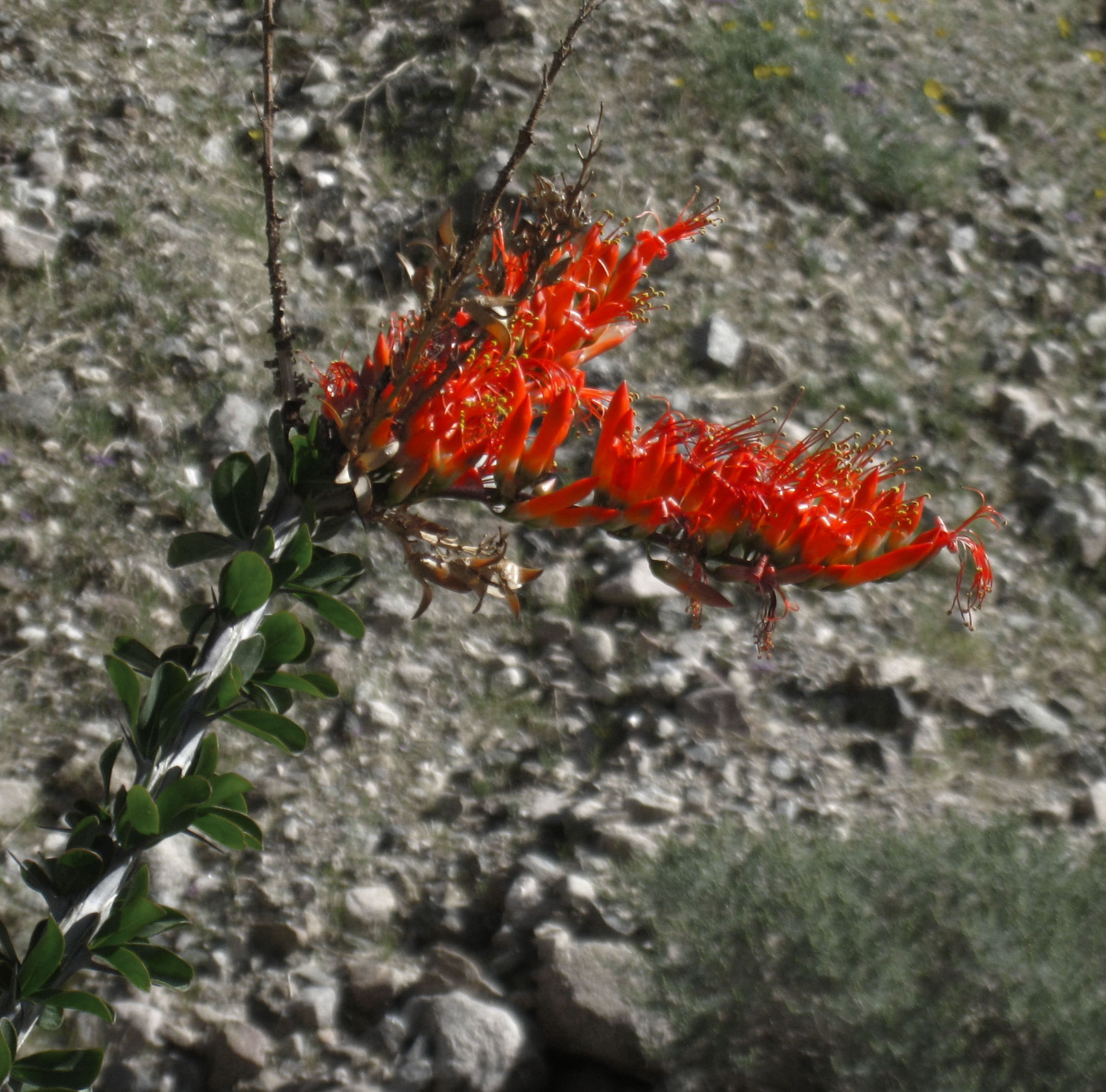 Ocotillo (5562A)