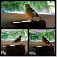 Rudi my lovely bird (pip)