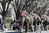 33.RinglingBros.Circus.Parade.SW.WDC.16March2010