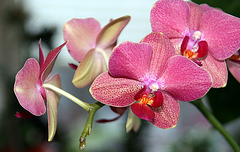 mon orchidée