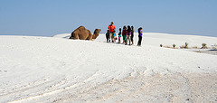 White Sands National Monument Camel (6226)