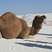 White Sands National Monument Camel (6228)