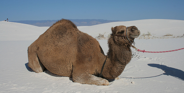 White Sands National Monument Camel (6229)