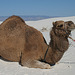 White Sands National Monument Camel (6229)