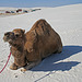 White Sands National Monument Camel (6230)