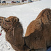 White Sands National Monument Camel (6231)