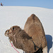 White Sands National Monument Camel (6232)