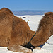 White Sands National Monument Camel (6233)