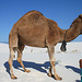 White Sands National Monument Camel (6234)