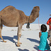 White Sands National Monument Camel (6235)