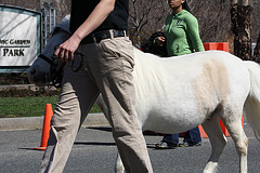 42.RinglingBros.Circus.Parade.SW.WDC.16March2010