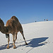 White Sands National Monument Camel (6236)