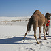 White Sands National Monument Camel (6237)