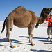 White Sands National Monument Camel (6238)