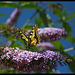 Papilio machaon - Buddleia