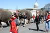 50.RinglingBros.Circus.Parade.SW.WDC.16March2010