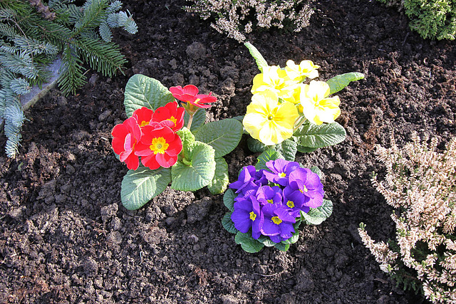 20100318 1674Aw [D~LIP] Primel ( Primula vulgaris-Hybride), Bad Salzuflen-Wüsten