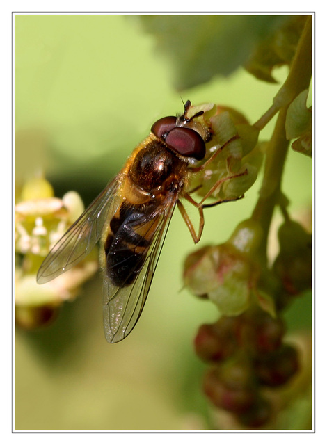 Eristalis similis ?