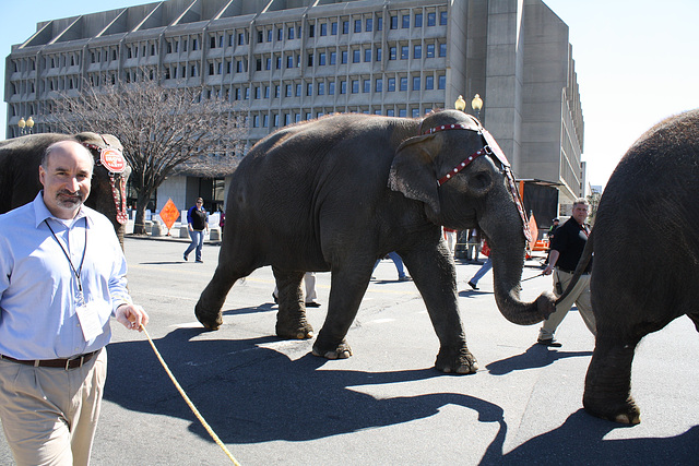 57.RinglingBros.Circus.Parade.SW.WDC.16March2010