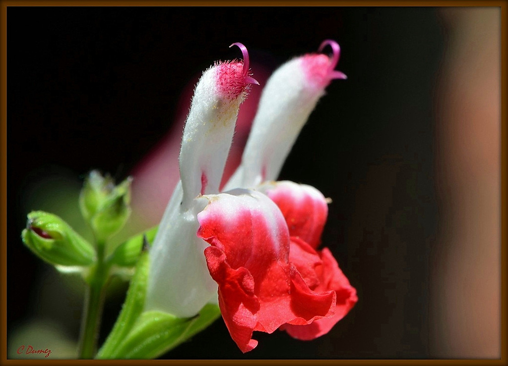 Salvia microphilla