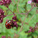 20090628 4164DSCw [D~LIP] Asiatischer Marienkäfer, Blumen-Dost (Origanum laevigatum 'Herrenhausen'), Bad Salzuflen