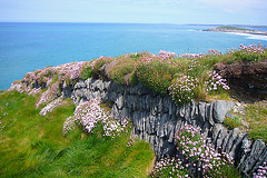 Pentire headland