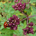 20090628 4165DSCw [D~LIP] Asiatischer Marienkäfer, Blumen-Dost (Origanum laevigatum 'Herrenhausen'), Bad Salzuflen