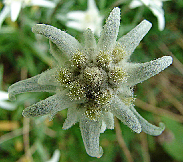 20090628 4170DSCw [D~LIP] Edelweiß (Leontopodium alpinum), Wollkraut-Blütenkäfer (Anthrenus verbasci), Bad Salzuflen