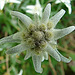 20090628 4170DSCw [D~LIP] Edelweiß (Leontopodium alpinum), Wollkraut-Blütenkäfer (Anthrenus verbasci), Bad Salzuflen