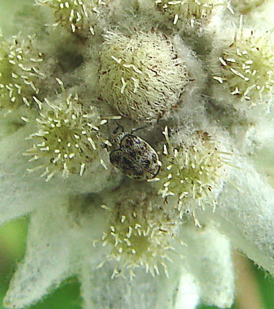 20090628 4170DSCw [D~LIP] Edelweiß (Leontopodium alpinum), Wollkraut-Blütenkäfer (Anthrenus verbasci), Bad Salzuflen