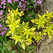 20090628 4182DSCw [D~LIP] Fetthenne (Sedum sexangulare), Schopfiger-Thymian (Thymus comosus 'Doone Valley'), Bad Salzuflen