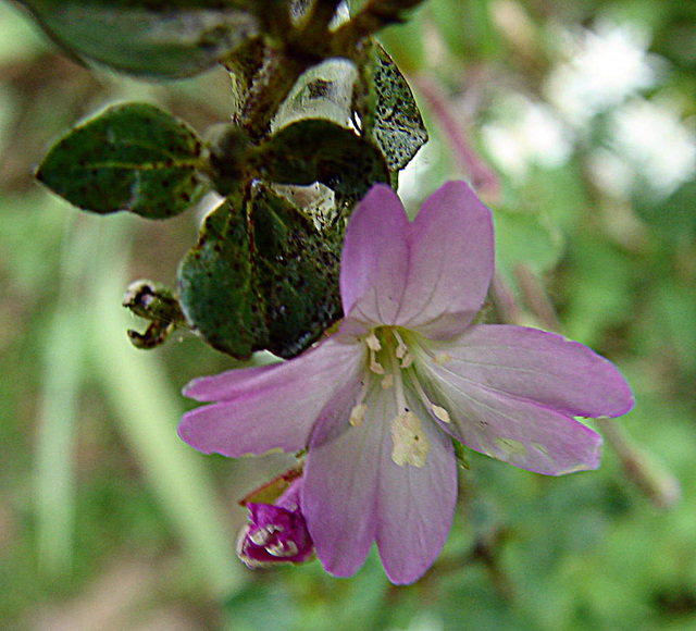 20090628 4183DSCw [D~LIP] Kleinblütiges Weidenröschen (Epilobium parviflorum), Bad Salzuflen