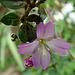 20090628 4183DSCw [D~LIP] Kleinblütiges Weidenröschen (Epilobium parviflorum), Bad Salzuflen