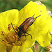 20090628 4194DSCw [D~LIP] Rothalsbock (Leptura rubra), Fingerstrauch, Bad Salzuflen