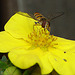 20090628 04200DSCw [D~LIP] Hain-Schwebfliege (Episyrphus balteatus), Fingerstrauch, Bad Salzuflen