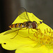 20090628 04201DSCw [D~LIP] Hainschwebfliege (Episyphus balteatus), [Wander-, Winterschwebfliege], Fingerstrauch, Bad Salzuflen