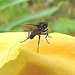 20090628 04233DSCw Missouri-Nachtkerze (Oenothera missouriensis) Kleine Kohlfliege (Delia radicum)