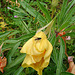 20090628 04234DSCw Missouri-Nachtkerze (Oenothera missouriensis) Kleine Kohlfliege (Delia radicum)