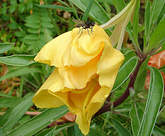 20090628 04235DSCw Missouri-Nachtkerze (Oenothera missouriensis), Kleine Kohlfliege (Delia radicum), Bad Salzuflen