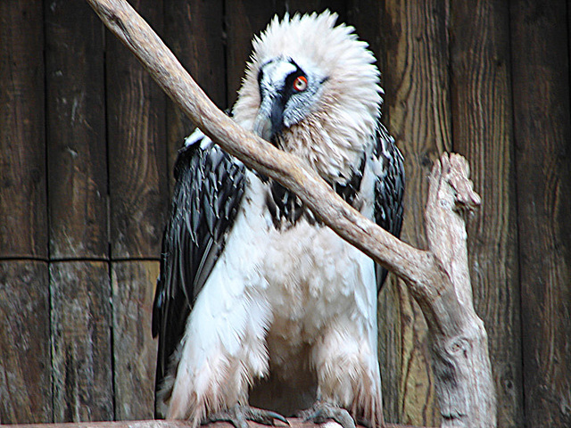 20090611 3322DSCw [D~H] Bartgeier (Gypaetus barbatus) [Lämmergeier], Zoo Hanover