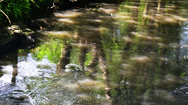 Jesmond Dene reflected in The Ouseburn