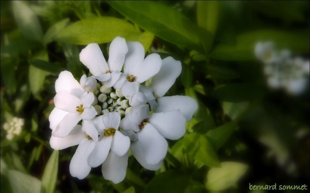 Fleur de la corbeille d'argent