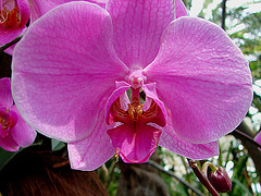 20070424 0176DSCw [D~KN] Orchidee, Insel Mainau