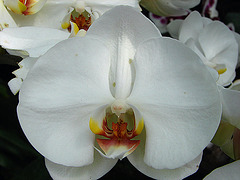 20070424 0178DSCw [D~KN] Orchidee, Insel Mainau