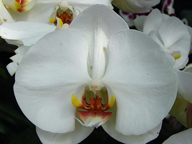 20070424 0178DSCw [D~KN] Orchidee, Insel Mainau