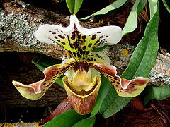 20070424 0179DSCw [D~KN] Orchidee, Insel Mainau