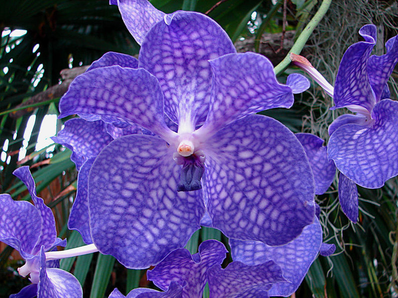 20070424 0181DSCw [D~KN] Orchidee, Insel Mainau