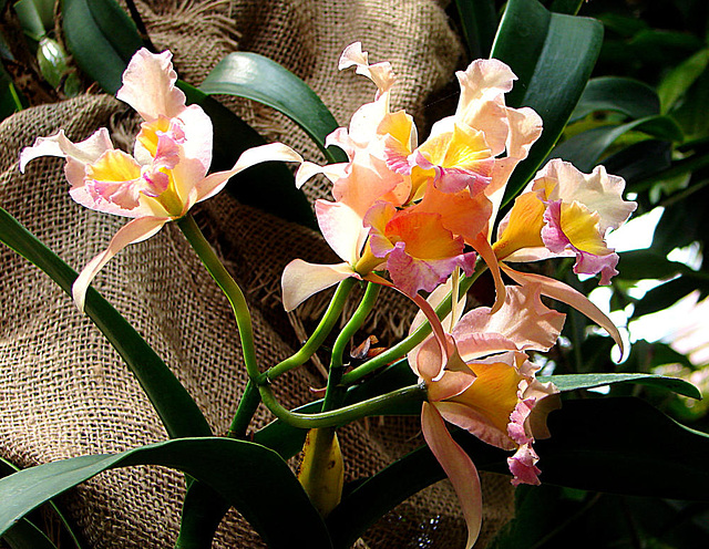 20070424 0183DSCw [D~KN] Orchidee, Insel Mainau